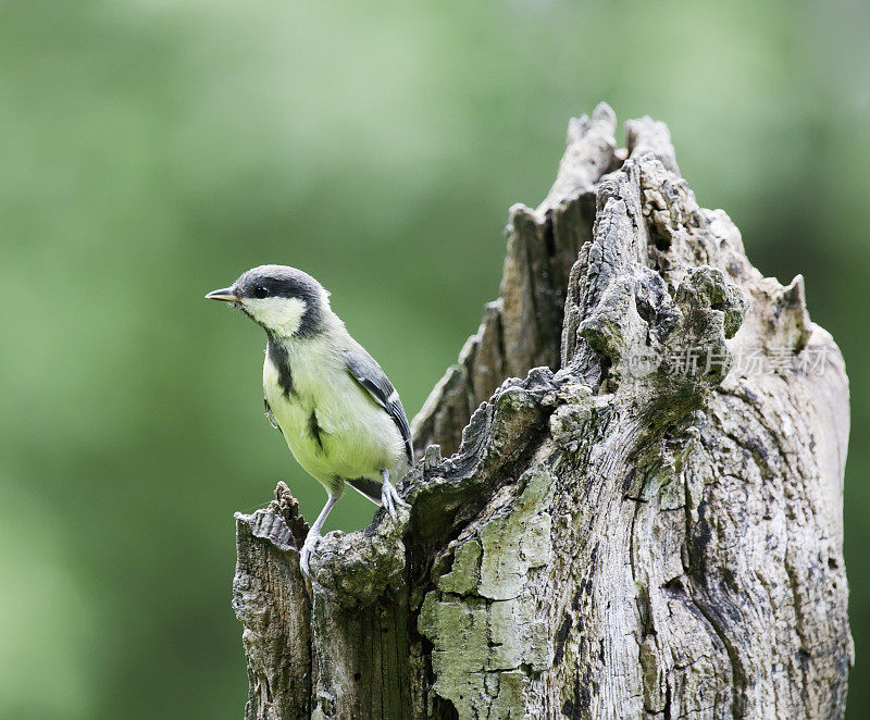 大山雀(Parus major)幼年